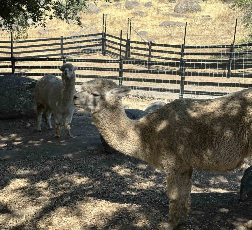 camelid-family-thousands-of-years-served-as-guard-animals-alpaca-farms