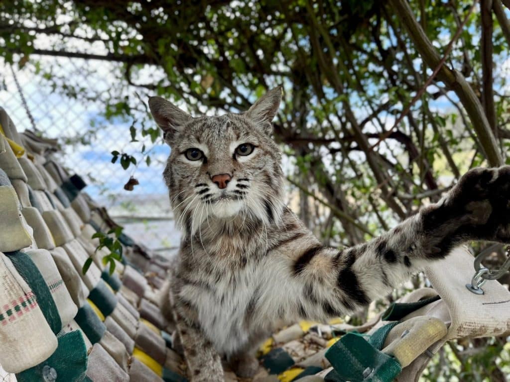 our-bobcat-Atlas-batting-the-camera-with-his-paw-defending-their-territory-how-big-cats-hunt-powerful-bite-apex-predators-cats-scratch-wild-animal-rescue-California