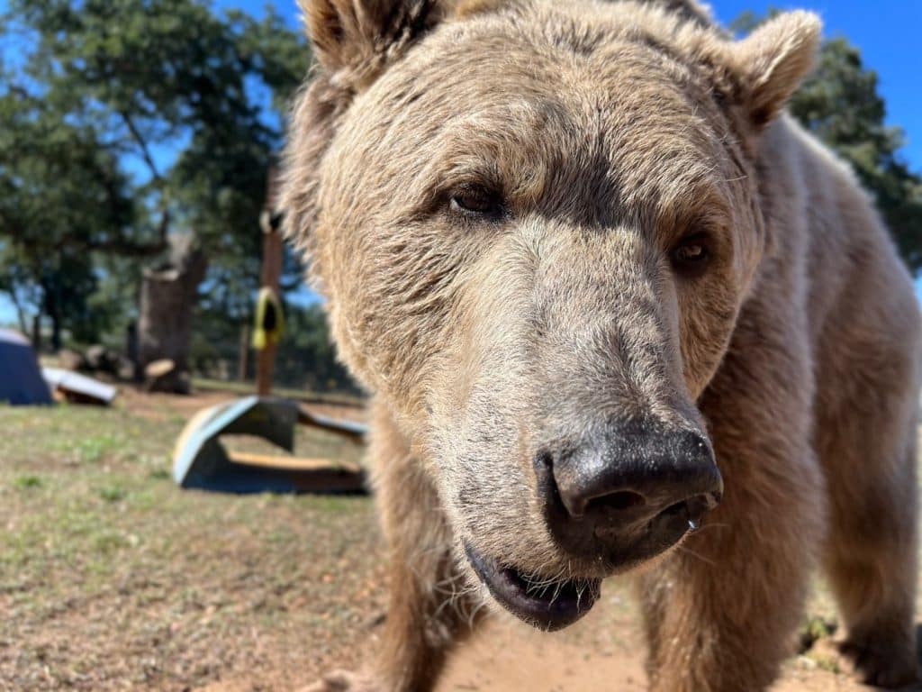bear-whiskers-exotic-animal-rescue-big-cats-animal-whiskers
sensory organs-locate-food-and-water-survival-instincts-infraorbital-foramen-aquatic-mammals-wildlife-rescue-SoCal