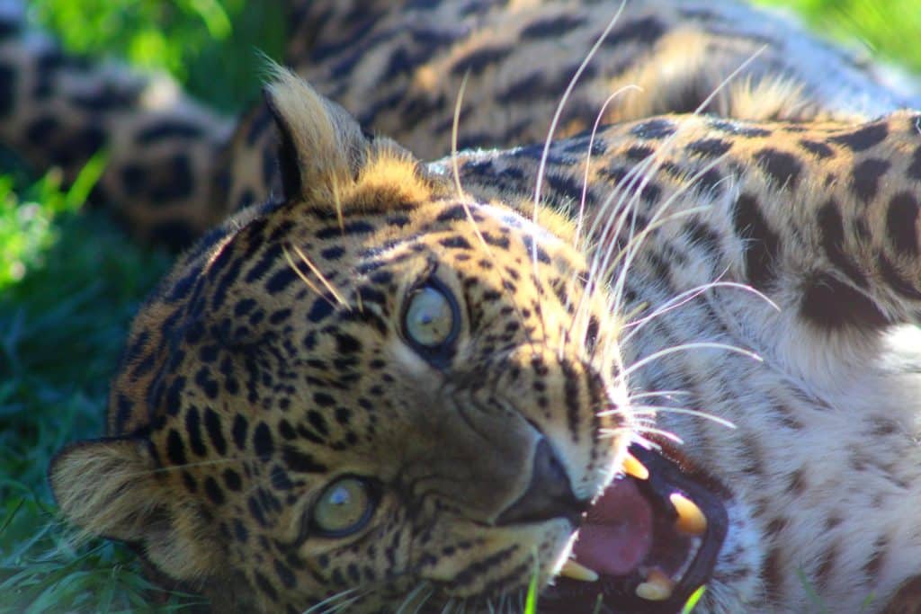 Conga-the-leopard-at-San-Diego-animal-sanctuary-Lions-Tigers-and-Bears-showing-his-teeth-and-whiskers-vibrissae