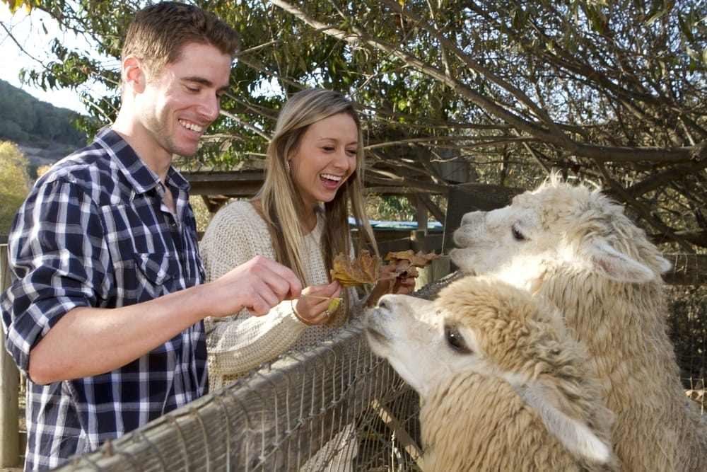 young-couple-on-a-date-at-the-San-Diego-Animal-Sanctuary-Lions-Tigers-and-Bears-looking-at-llamas-alpacas-other-exotic-animal-rescues-big-cat-sanctuary-rescue-support-a-good-cause