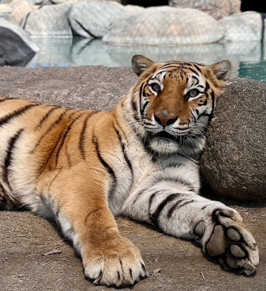 our-tiger-Jem-showing-off-her-paws-claws-big-cat-rescue-exotic-animal-sanctuary-tiger-claws