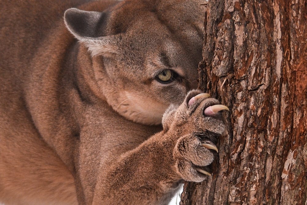 puma-claws-scratching-a-tree-paws-and-claws-power-tools-of-big-cats-hunting-defense-mark-territory-animal-behavior-education-about-exotic-animals-rescue-sanctuary-San-Diego-CA