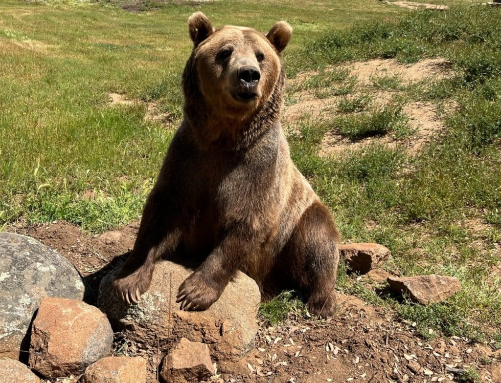 Global-Federation-of-Animal-Sanctuaries-(GFAS)-no-breed-policy-accredited-sanctuaries-exotic-animals-end-private-ownership-social-media -veterinary-care-animals-rescued