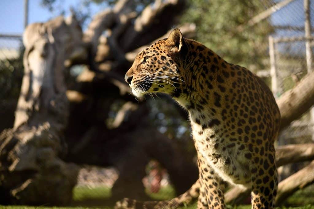 no-breeding-policy-accredited-sanctuaries-big-cat-rescue-San-Diego-CA-help-animals-survive-thrive-no-breed-policy