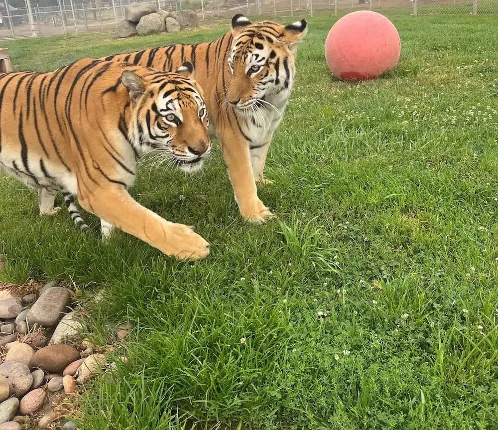 no-breed-policy-endangered-species-public-encounters-big-cat-sanctuaries-tigers-Zoe-Jem-in-San-Diego-CA