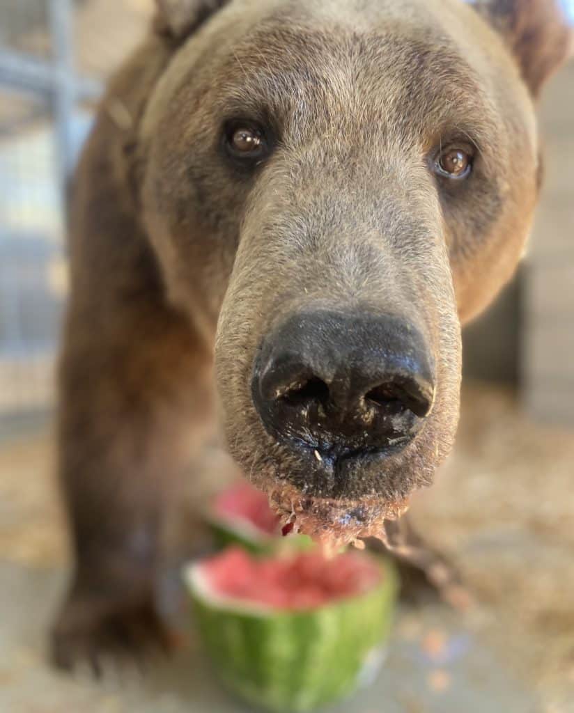 Rocky-the-grizzly-bear-eating-watermelon-at-San-Diego-accredited-exotic-animal-sanctuary-bear-rescue-non-profit-organization
