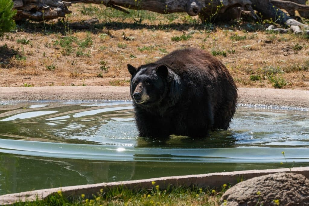 rocky-mountains-food-web-bear-species-keystone-species-forest-ecosystem-engineers