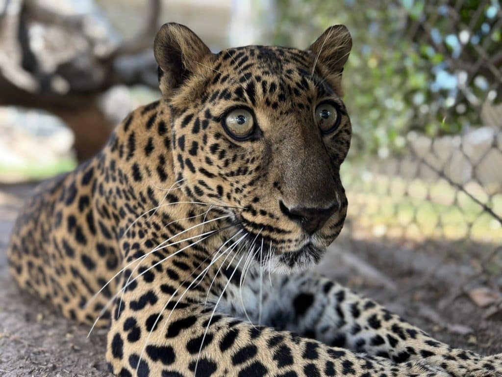 meet-our-leopard-Conga-when-you-visit-us-in-person-consider-donating-to-sponsor-animals-in-need-Bobbi-Brink-San-Diego-California-animal-rescue-sanctuary-health-and-welfaare-of-exotic-animals