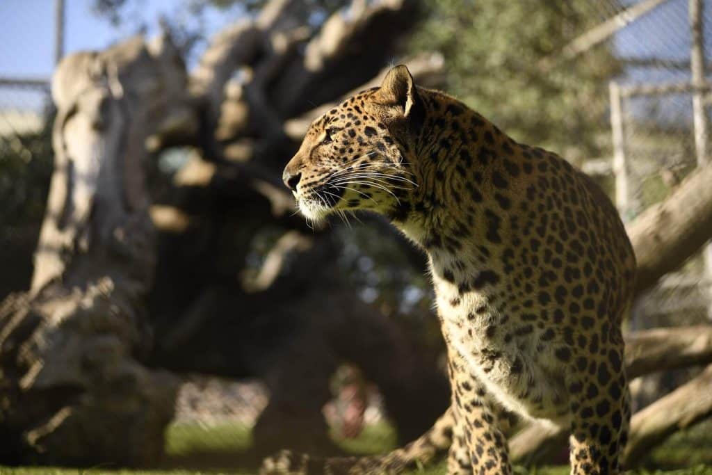 visit-Conga-our-resident-leopard-at-Lions-Tigers-and-Bears-San-Diego-accredited-animal-sanctuary-big-cat-rescue-Panthera-pardus-critically-endangered