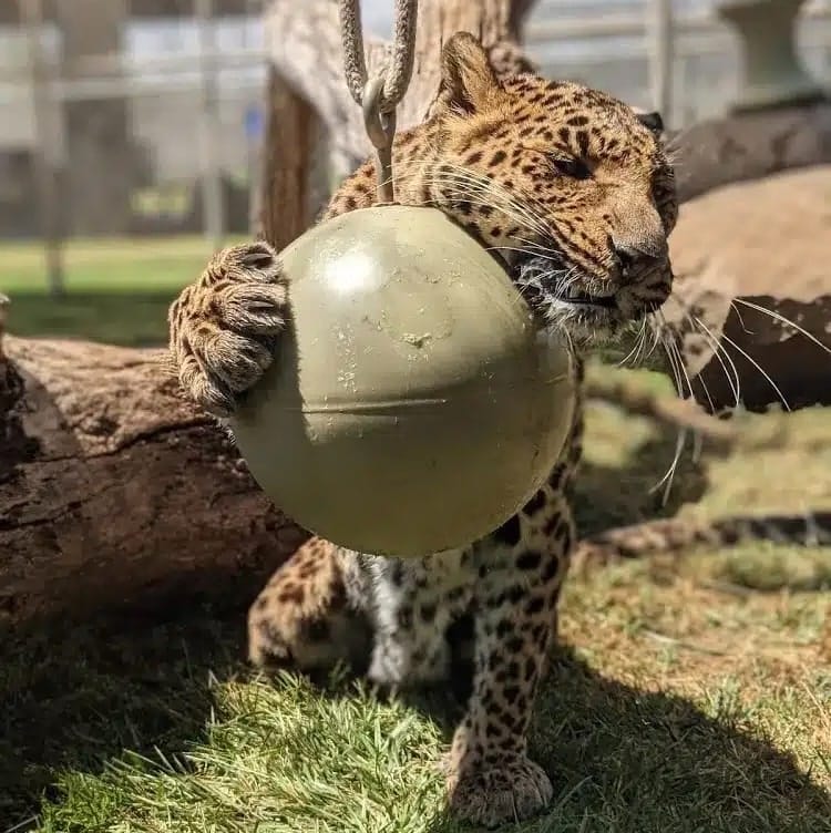 Visit-Conga-our-leopard-learn-about-wildlife-climbing-trees-wild-cat-species-Asian-leopard-cat-fishing-cat-jungle-cat