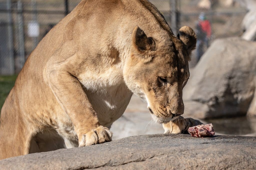 lioness-inspecting-piece-of-meat-wild-cat-diet-proper-nutrition-obligate-carnivores-prey-species-wild-lions