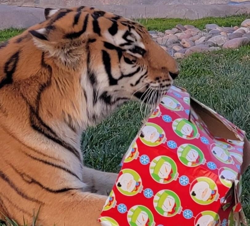 cats-hunt-food-based-enrichment-activities-supports-overall-health-of-obligate-carnivores-like-bengal-tigers-servals-lions-bobcats-leopards-jaguars-visit-San-Diego-CA-Lions-Tigers-and-Bears-accredited-animal-sanctuary-big-cat-rescue-Tiger-King