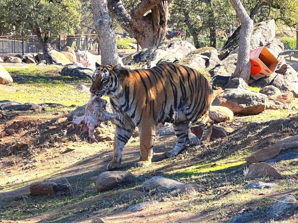 big-cat-rescue-accredited-animal-sanctuary-zebras-wildebeests-wild-animals-tiger-populations-food-based-enrichment-activities