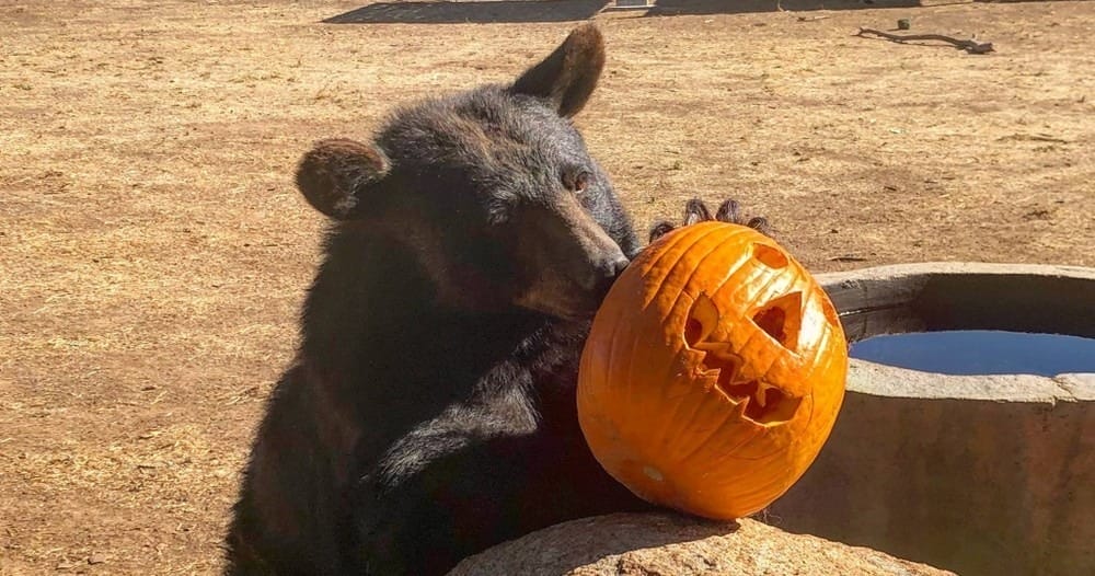 bear-eating-pumpkin-at-accredited-sanctuary-rescue-California-helps-overcome-trauma-endured-by-animals-in-cages-captive-exotic-animal-rescue-wildlife-behavior-mimic-their-wild-environment