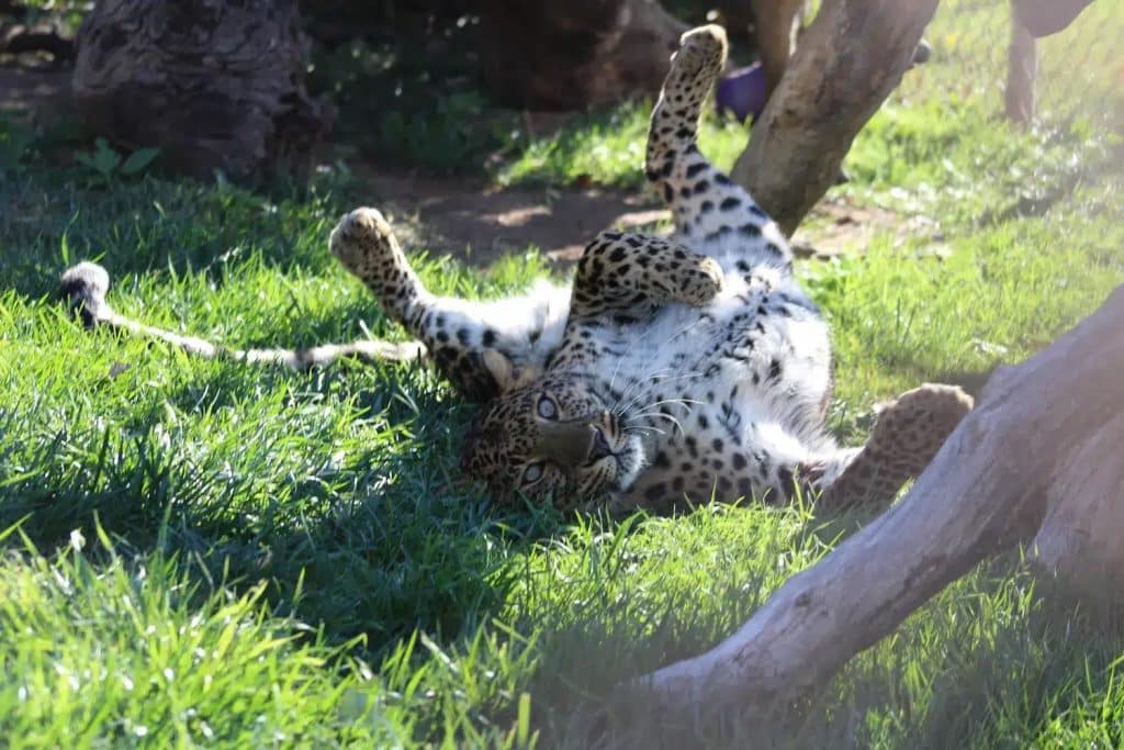 Conga-the-leopard-rolling-in-the-sun-subtle-cues-animal-communication-scent-marking-sense-of-smell-wild-cats-exotic-animal-sanctuary-San-Diego