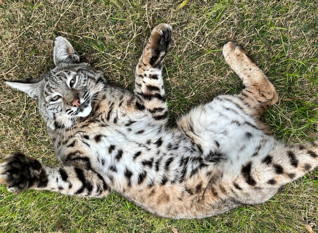 cognitive-enrichment-for-animals-why-is-enrichment-important-for-animals-sensory-stimulation-promoting-natural-behaviors-behavioral-enrichment-science