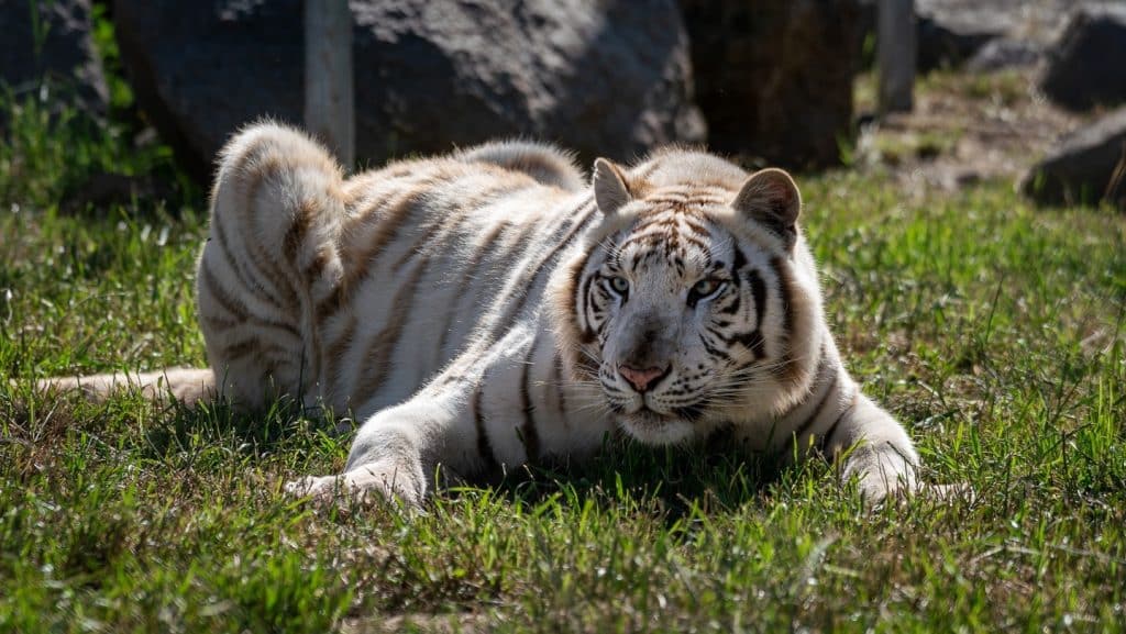 safe-haven-animal-welfare-forever-home-exotic-animal-rescue-veterinary-care