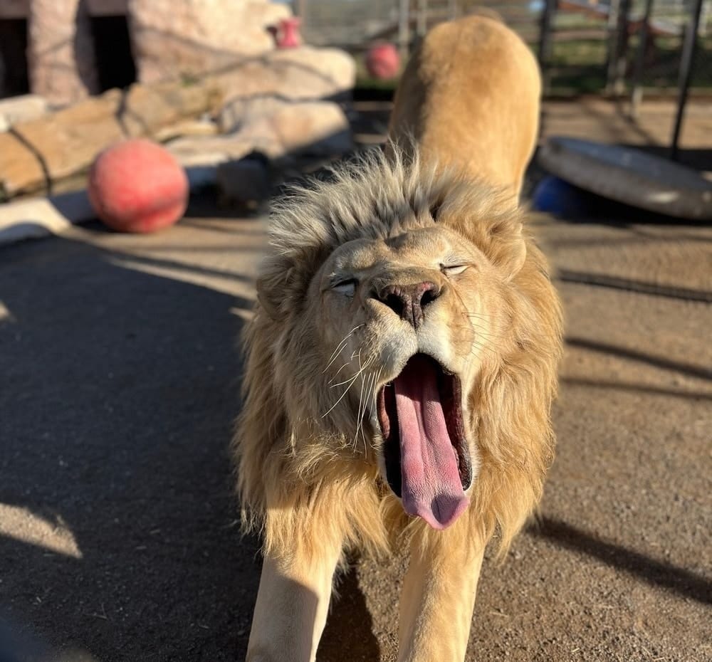 Louie-Lufano-male-lion-yawn-secret-language-of-big-cats-apex-predators-close-range-long-distance-communications