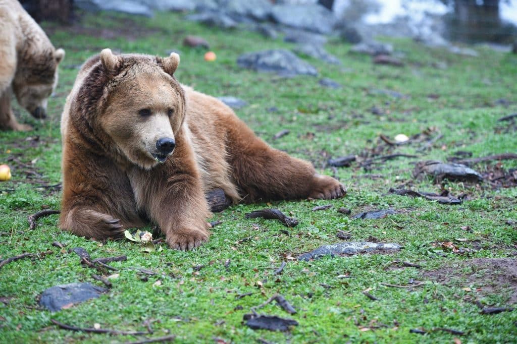 free-from-animal-abuse-neglect-rehabilitation-efforts-wildlife-rescue-safe-and-supportive-environment-animal-enrichment-recovery-journey-long-term-care-accredited-sanctuaries