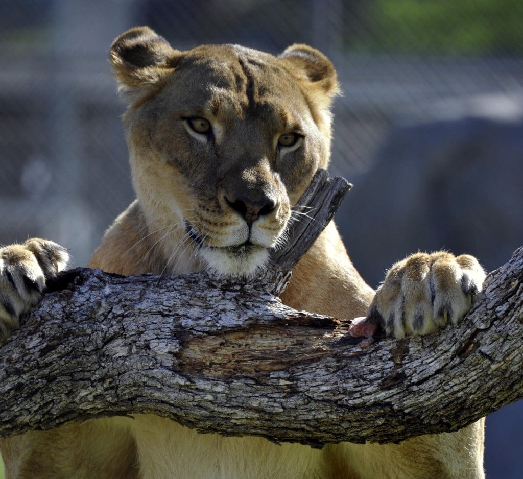 body-language-of-big-cats-mark-their-territory-vocal-folds-male-lion-visual-communication-scent-marks-accredited-sanctuary-California