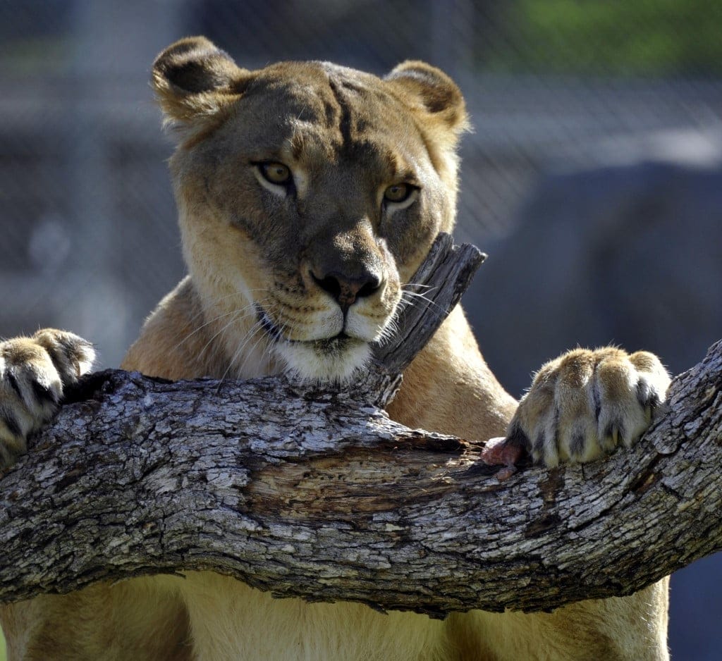 body-language-of-big-cats-mark-their-territory-vocal-folds-male-lion-visual-communication-scent-marks-accredited-sanctuary-California