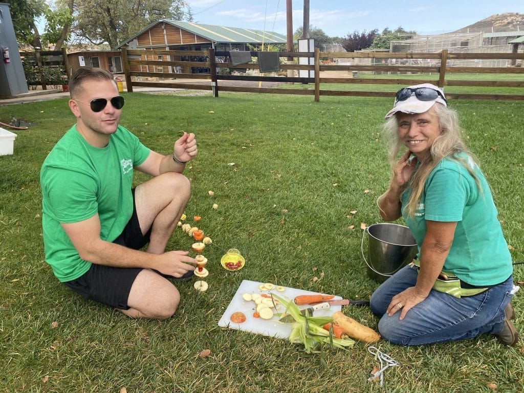 volunteer-with-animals-food-based-enrichment-activities-rescue-and-rehabilitation-animal-care-cleaning-duties-administrative-staff-support