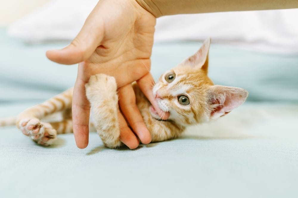 cute-orange-kitten-playing-with-human-hand-cat’s-claws-nail-clips-nail-trimming-double-sided-cat-owners-pheromone-sprays-natural-behaviors-why-declawing-is-bad