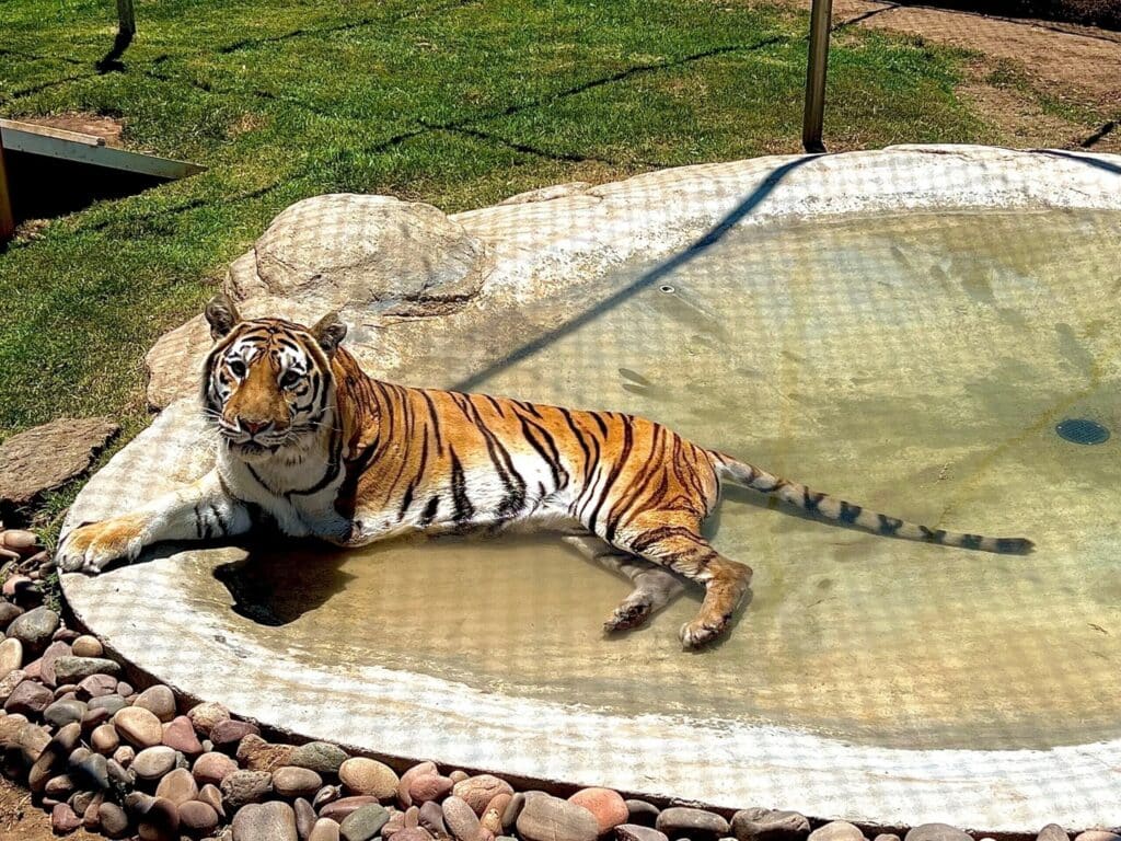 Kallie-in-a-pool-at-accredited-animal-sanctuary-big-cat-rescue-humane-treatment-why-is-declawing-bad-distal-phalanx-myological-capabilities-of-cats-lions-tigers-bobcats-servals-bears-and-more-in-San-Diego-California