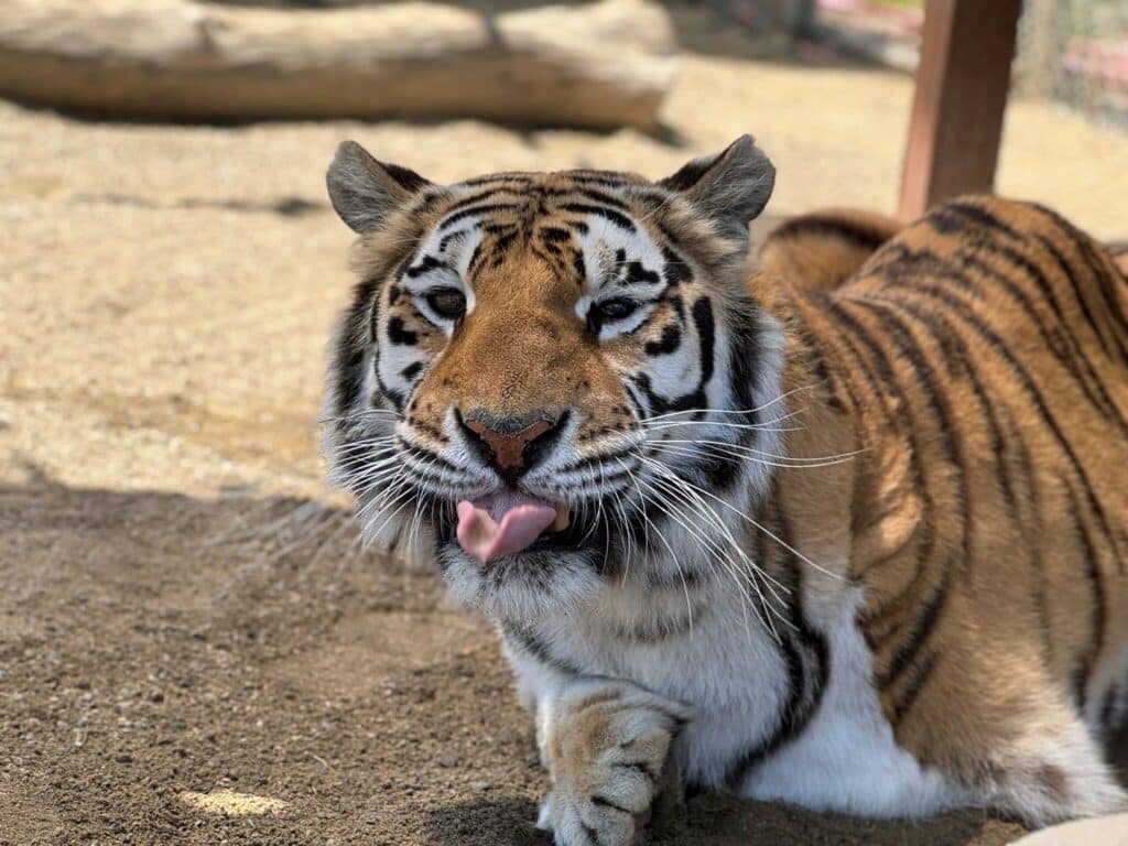 Kallie-the-tiger-sticking-her-tongue-out-at-accredited-animal-sanctuary-rescue-Lions-Tigers-and-Bears-San-Diego-CA-Bobbi-Brink-exotic-cats-scratching-post-domestic-cats-alternatives-to-declawing-a-cat