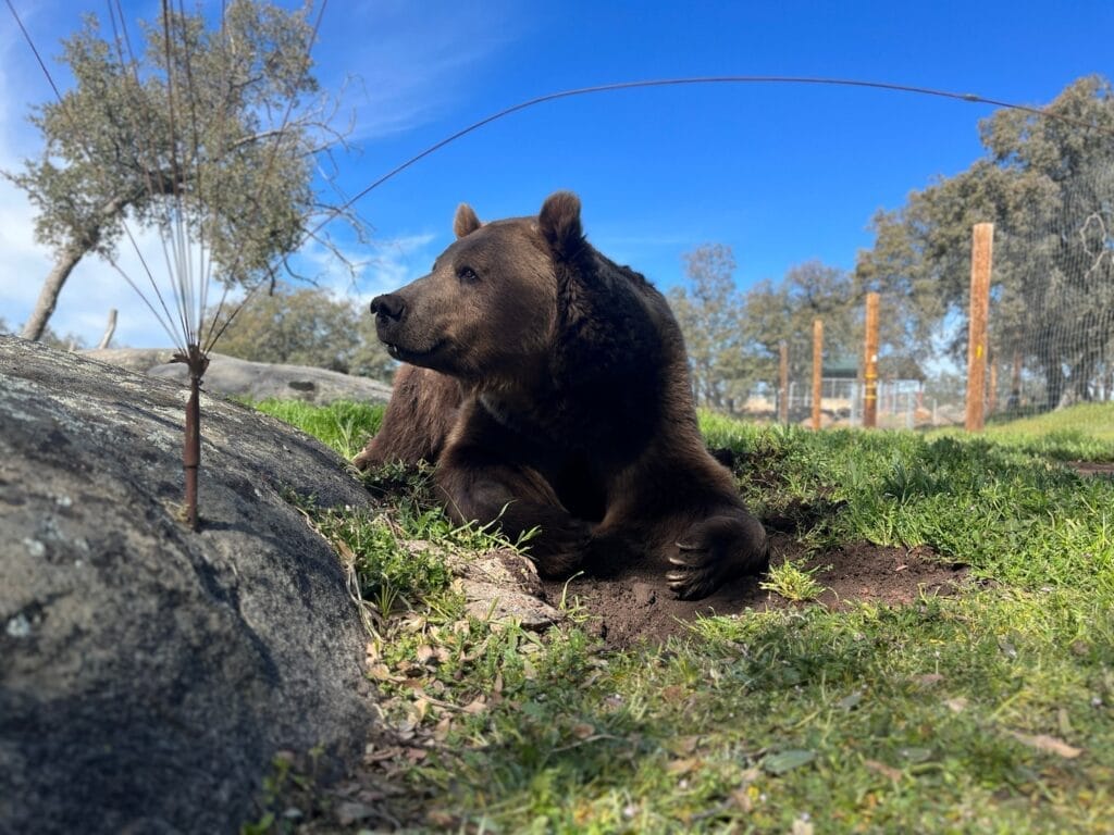 rescued-California-black-bear-in-natural-habitat-lasting-memories-see-animals-up-close-life-science-elementary-schools-educational-experiences-San-Diego-CA
