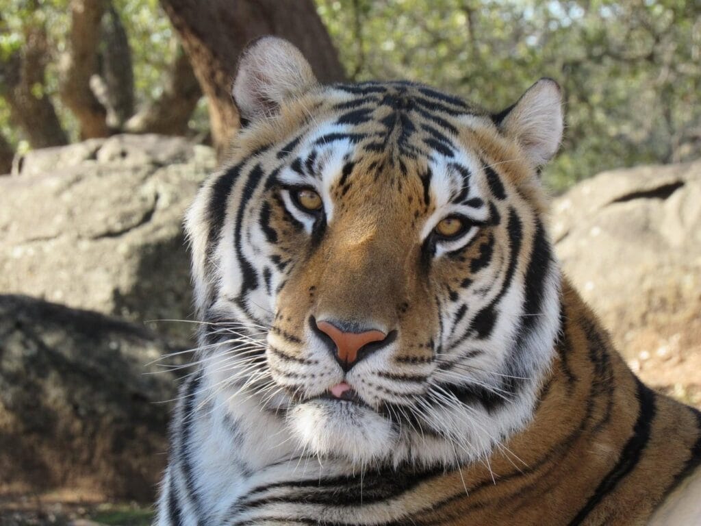 tiger-at-San-Diego-animal-sanctuary-Lions-Tigers-and-Bears-California-exotic-animal-rescue-educational-experience-bus-drivers-ample-bus-parking-learning-experiences-for-kids-and-adults-of-all-ages