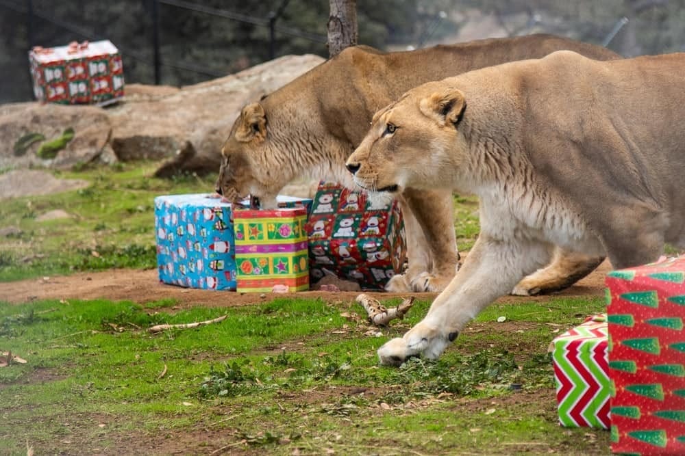 Christmas-events-for-kids-San-Diego-holiday-events-exotic-animal-sanctuary-fundraiser-Santa-Claus-Christmas-With-The-Animals-Alpine-California-non-profit-fundraiser-helping-animals-non-profit-accredited-animal-sanctuary-and-rescue-Bobbi-Brink