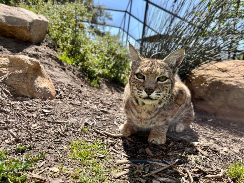 ethical-animal-tourism-Global-Federation-of-Animal-Sanctuaries-GFAS-certified-roadside-zoo-vs.-sanctuary-animal-welfare-wildlife-sanctuaries-natural-habitats-no-breed-sanctuary-animal-protection-advocates