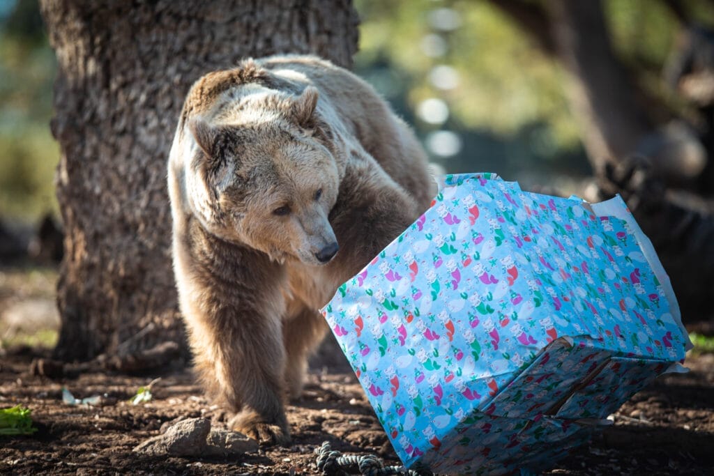 grizzly-bear-rescue-is-possible-thanks-to-your-generous-donations-Giving-Tuesday-Christmas-with-the-animals-fundraising-events-in-San-Diego-area