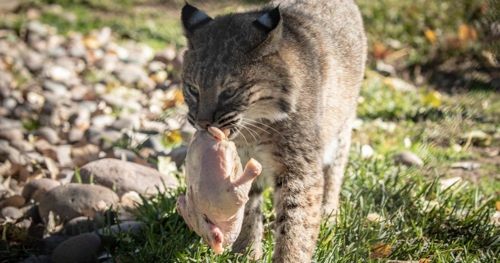 Bobcat-eating-a-turkey-at-accredited-sanctuary--your-new-holiday-tradition-Thanksgiving-for-families-animal-lovers-support-a-great-cause-this-holiday-season-holiday-events-for-kids-in-San-Diego-rescue-animals