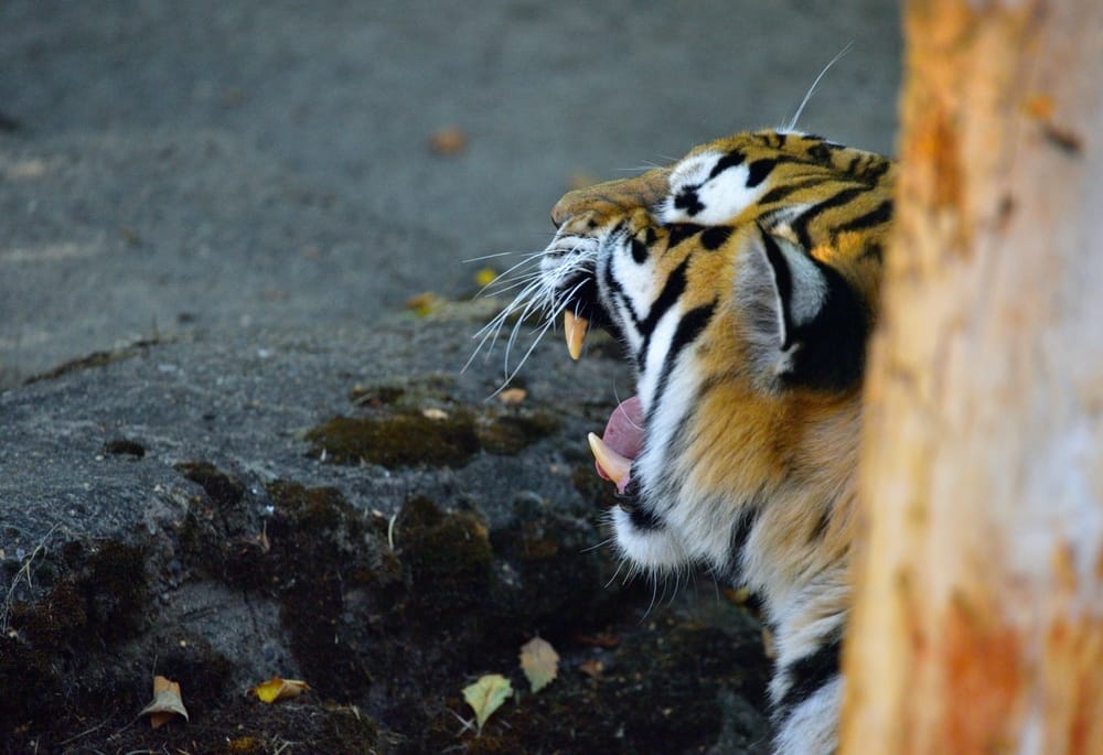 natural-habitat-North-Carolina-privately-owned-tigers-in-Texas-tigers-as-pets-dangers-to-the-public
