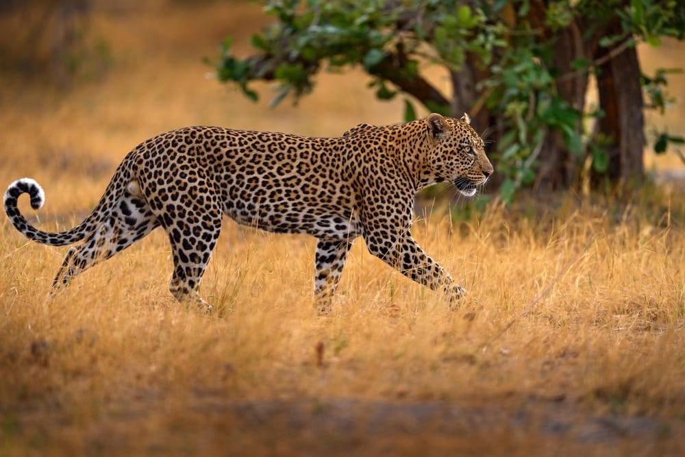 Wild-Leopard-Botswana-African-