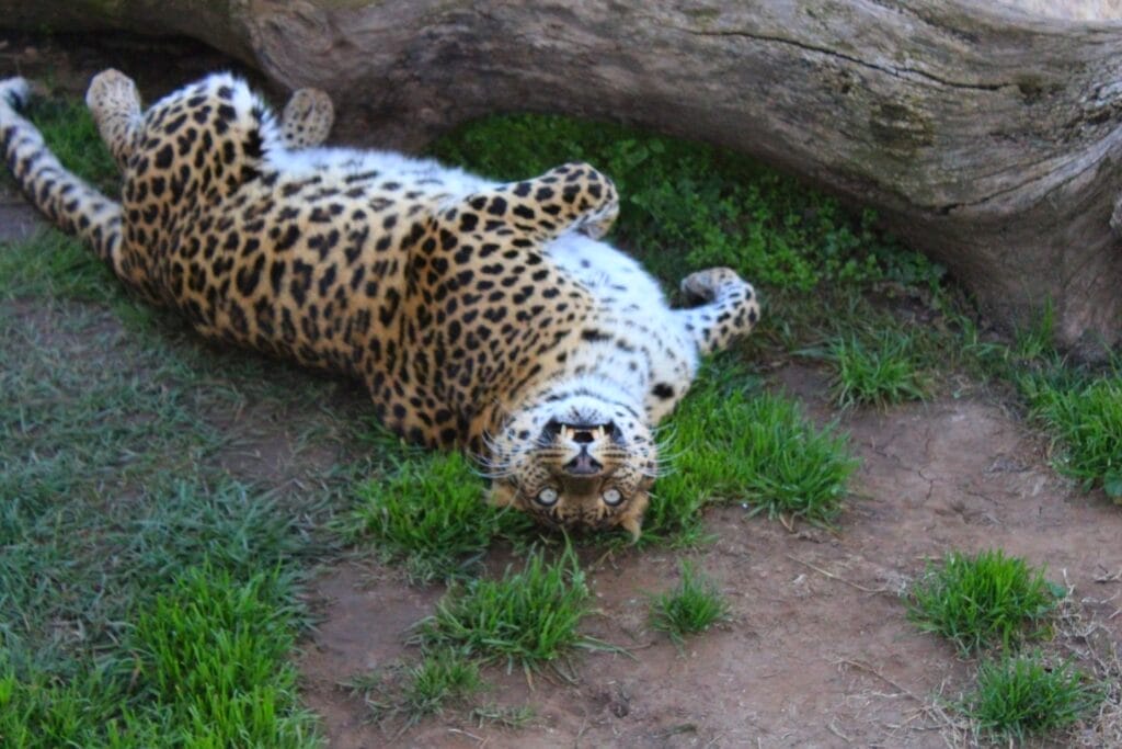 Conga-our-rescued-leopard-animal-education-for-kids-school-children-learning-about-their-favorite-furry-friends-Lions-Tigers-and-Bears-San-Diego-CA